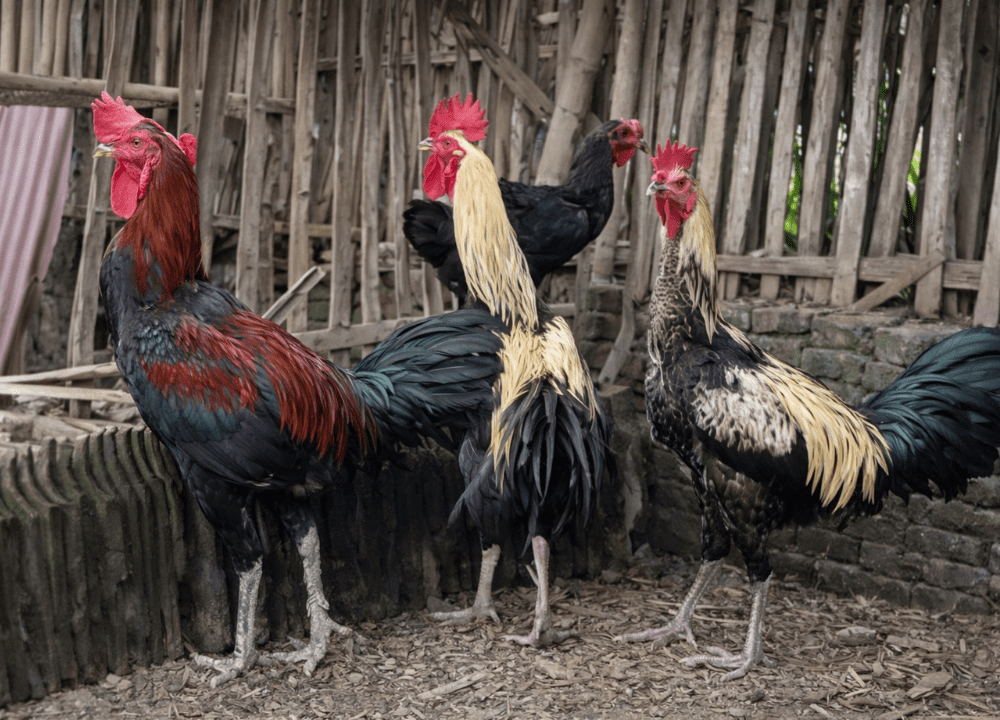 Banjir Peminat Inilah Daftar Harga Ayam Pelung Terbaru