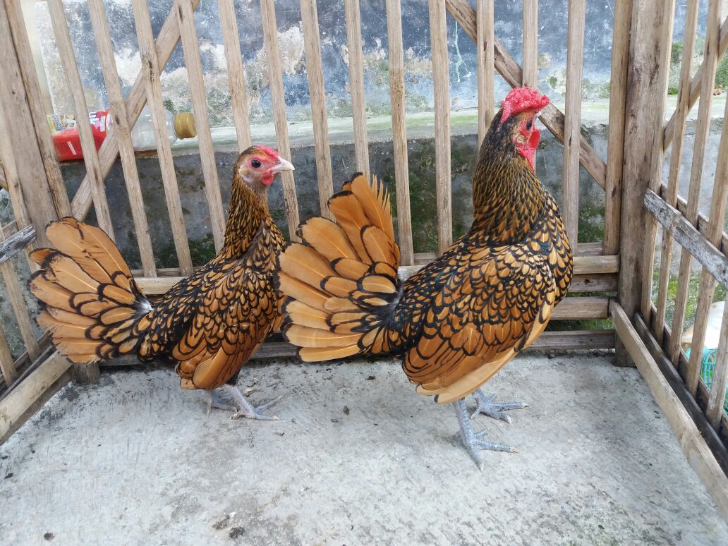Ayam batik kanada memiliki corak bulu berwarna cokelat dengan motif gari tepi hitam