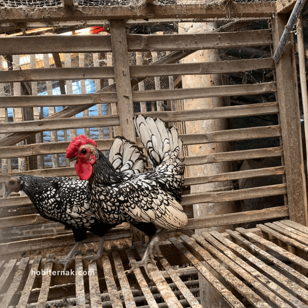 Ayam batik itali memilki warna bulu hitam dan putih dengan motif batik