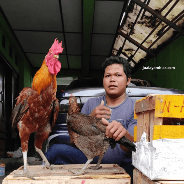 Berikut salah satu ayam pelung jantan & betina yang tersedia di jualayamhias.com, terbukti memiliki ukuran tubuh yang besar dan tinggi