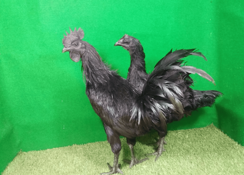 Cara Memelihara Ayam Cemani dari Anakan hingga Indukan