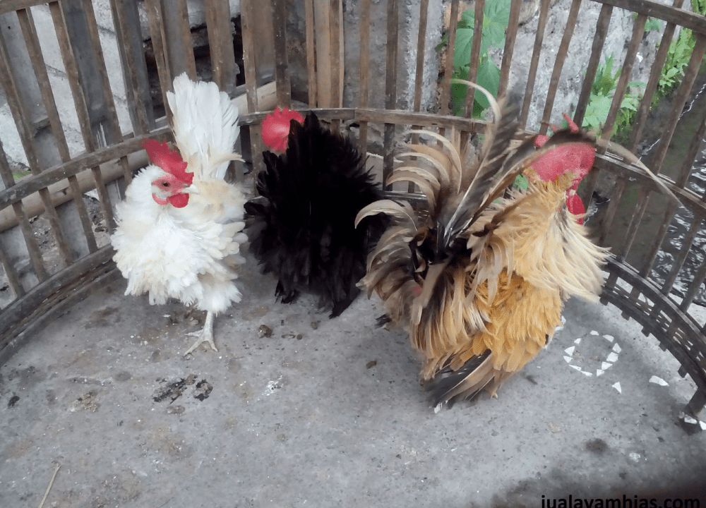 Mengenal Ciri Khas dan Kelebihan Ayam Kate Walik