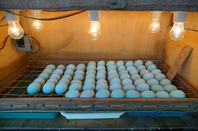 Posisikan telur miring atau tegak bagian tumpul diatas