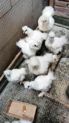 American silkie adalah jenis ayam kapas yang memiliki bulu tebal dan lebat