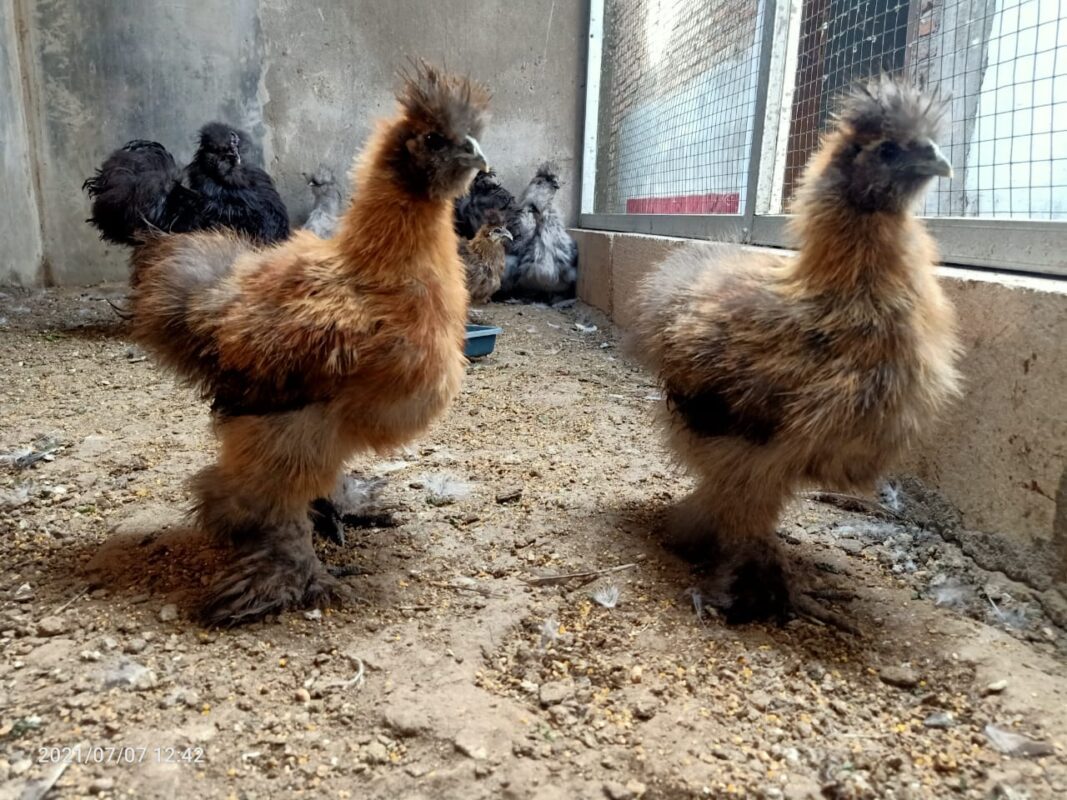 Kebersihan bulu american harus selalu dijaga supaya ayam tetap terlihat cantik dan terhindar dari serangan penyakit