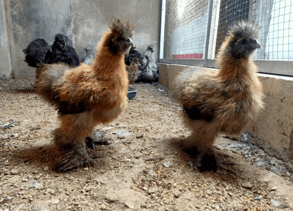American Silkie Si Ayam Kapas Halus Berbulu Sutera