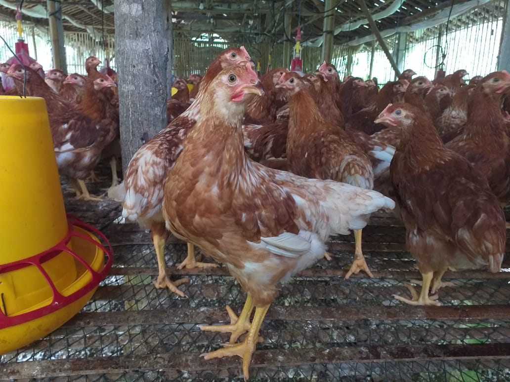 Jika kandang selalu di bersihkan, maka penyakit tidak akan mendekat I image 4