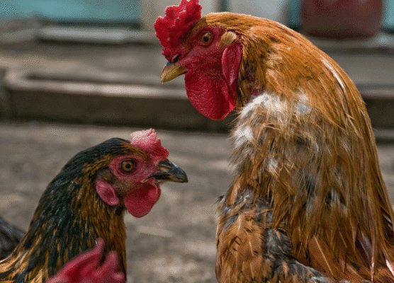 Cara Meningkatkan Birahi Ayam untuk Hasil Ternak Optimal