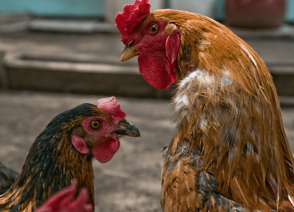 Cara Meningkatkan Birahi Ayam untuk Hasil Ternak Optimal