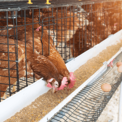 Faktor utama seperti pakan bergizi, lingkungan kandang yang nyaman, dan interaksi sosial ideal dapat meningkatkan birahi ayam secara alami