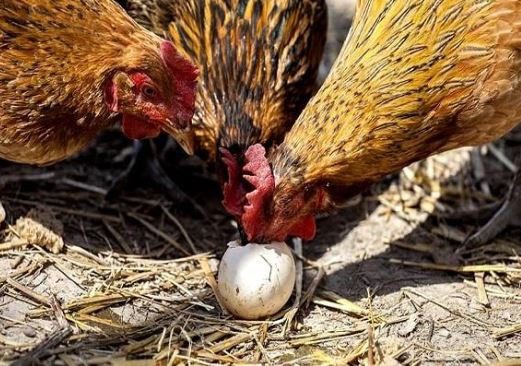 5 Hal Penyebab Indukan Ayam Mematuk Telurnya Sendiri & Cara Mengatasinya