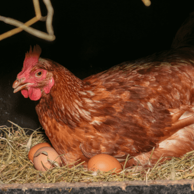 Optimalkan birahi ayam dengan perawatan tepat untuk meningkatkan produktivitas telur dan bibit unggul!