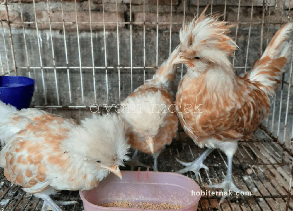 Panduan Lengkap Merawat Ayam Poland: Jaga Jambul Cantiknya Tetap Memukau!