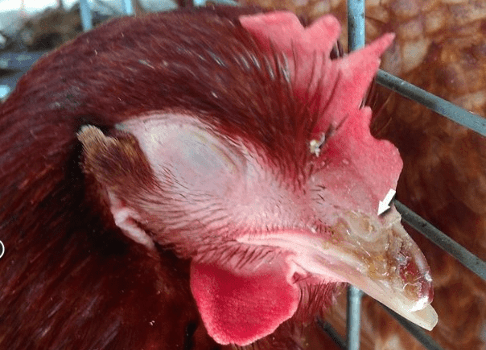 5 Obat Snot Ayam: Cara Pengobatan yang Efektif dengan Obat Herbal dan Kimia