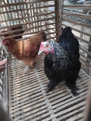 Ayam Brahma dengan tubuh besar dan bulu tebal yang menutupi kaki, tampil gagah dan berwibawa seperti bangsawan di dunia unggas.