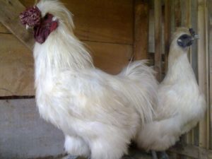 Ayam Kapas yang sehat dan terawat dengan bulu lembut berkilau, tumbuh optimal dengan pakan berkualitas dan kandang yang bersih