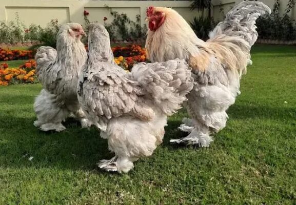 Ayam Brahma dewasa dengan tubuh besar sedang berdiri tegap, menampakkan bulu kaki yang tebal dan lebat