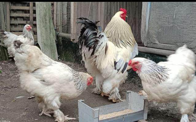 Colombian Light dengan bulu dasar putih bersih berpadu corak hitam di leher dan sayap, tampil elegan dengan pola khas yang mudah dikenali.