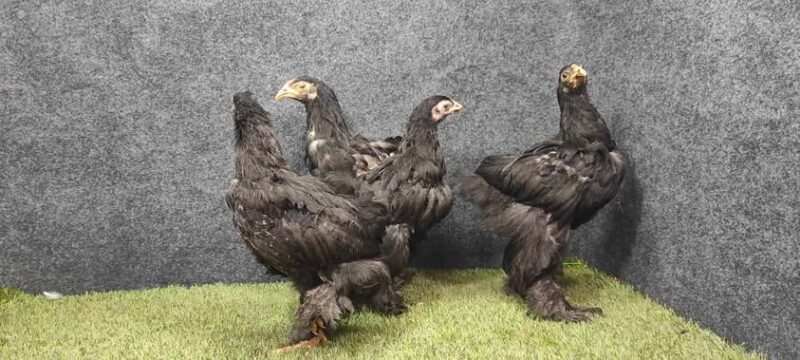 Dark Brahma dengan bulu gelap berkilau dan corak putih keperakan di leher, menampilkan kesan gagah dan berwibawa saat berdiri tegap.