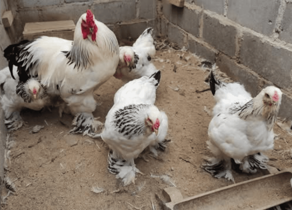 Harga Ayam Brahma Terbaru dan Panduan Memeliharanya