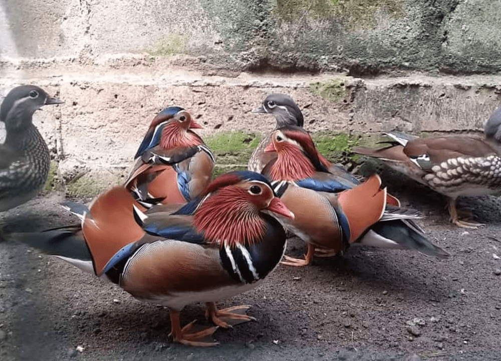 Harga Bebek Mandarin di Indonesia: Ciri, Perawatan, dan Kisaran Harganya