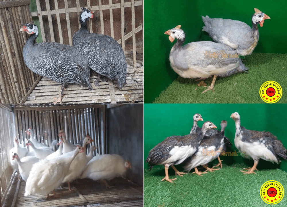 Jenis Ayam Mutiara dan Harganya Terbaru 2025