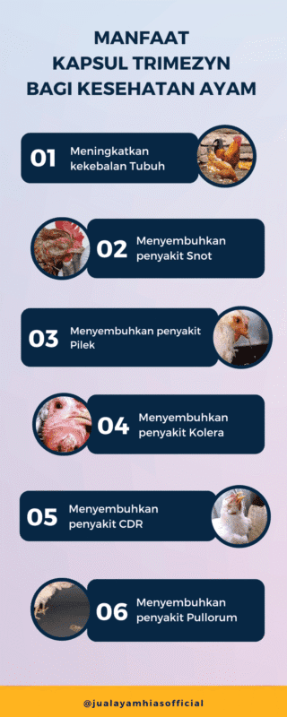 Manfaat Kapsul Trimezyn bagi kesehatan Ayam