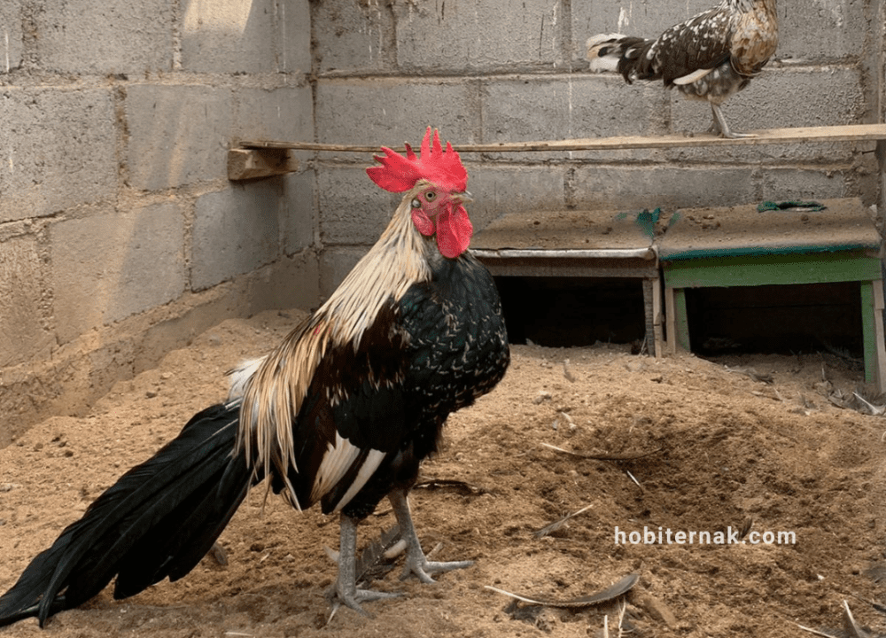 Mengenal Ayam Phoenix Ekor Panjang dari Jerman