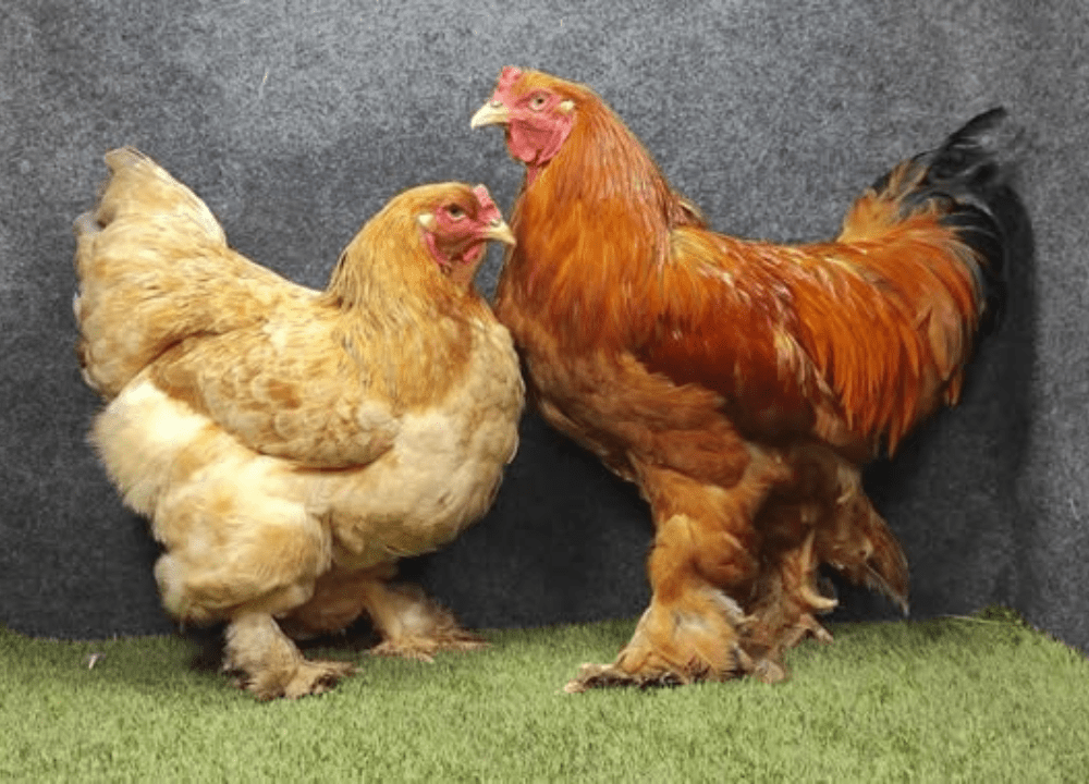Mengenal Jenis Ayam Brahma dan Ciri-Cirinya yang Bikin Kagum