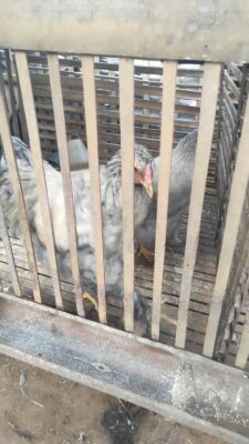 Pesona Blue Brahma dengan bulu abu-abu kebiruan yang lembut dan berkilau, menampilkan kesan mewah nan elegan di setiap sudut pencahayaan.