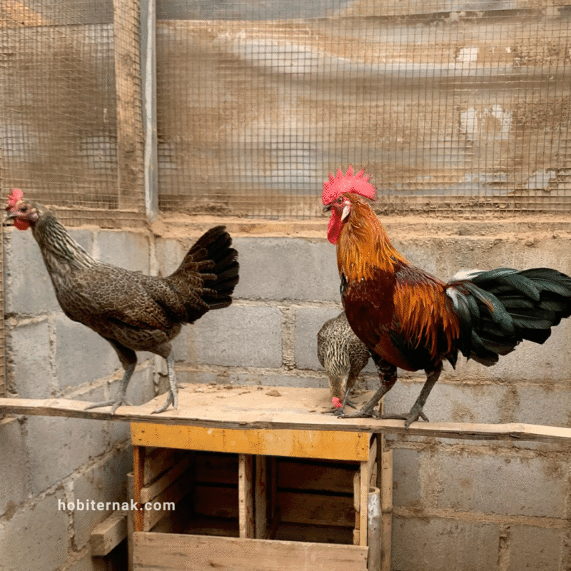 kandang yang bersih merupakan salah satu faktor penting plihara ayam phoenix