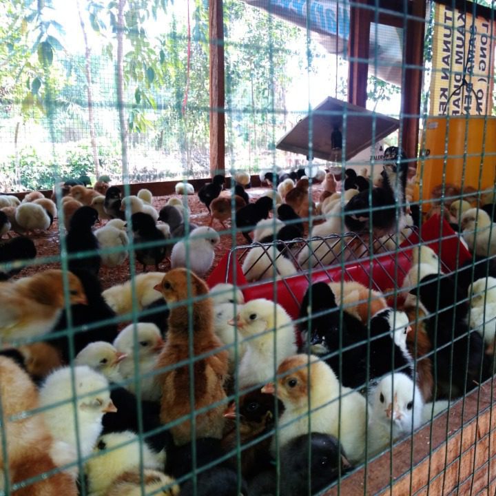 Salah satu hal terpenting agar ayam tidak mudah terserang penyakit yakni pemberian vaksin dan vitamin