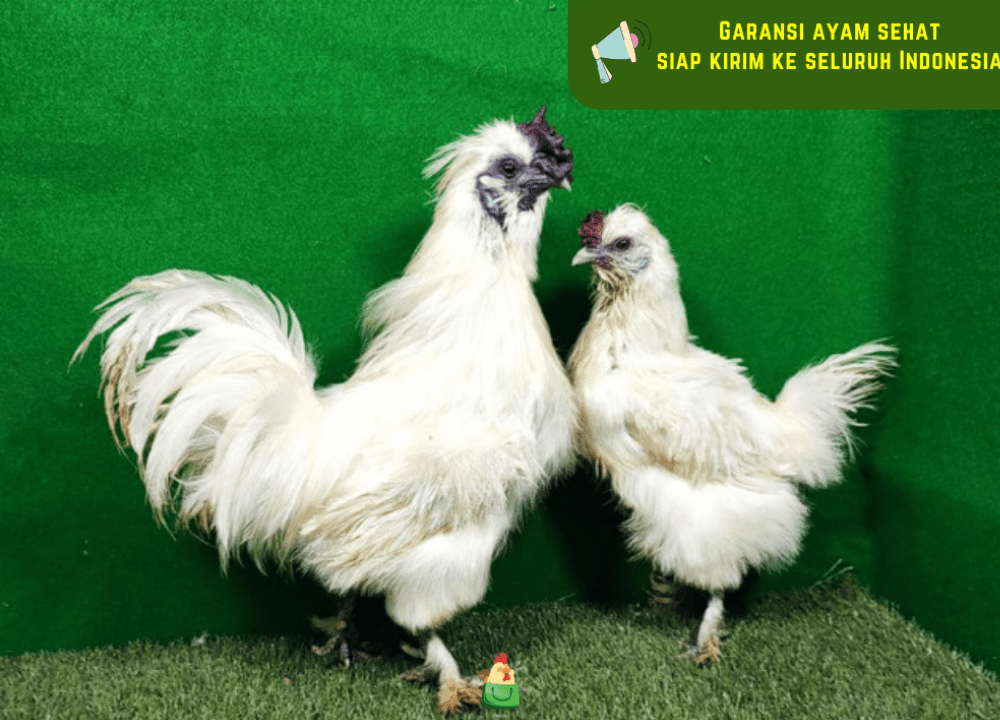 Ternak Ayam Kapas yang Menggemaskan dan Unik