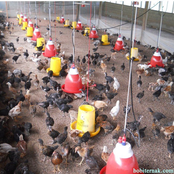 Untuk mecegah terjadinya berbagai jenis penyakit ayam kampung super peternak perlu menjadwalkan pembersihan kandang, minimal 2 – 3 kali seminggu