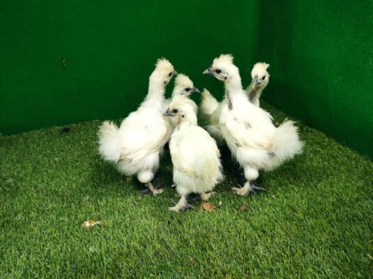 Ayam Kapas dengan bulu lembut seperti kapas, jengger unik, dan lima jari, tampil menawan dengan variasi warna yang beragam