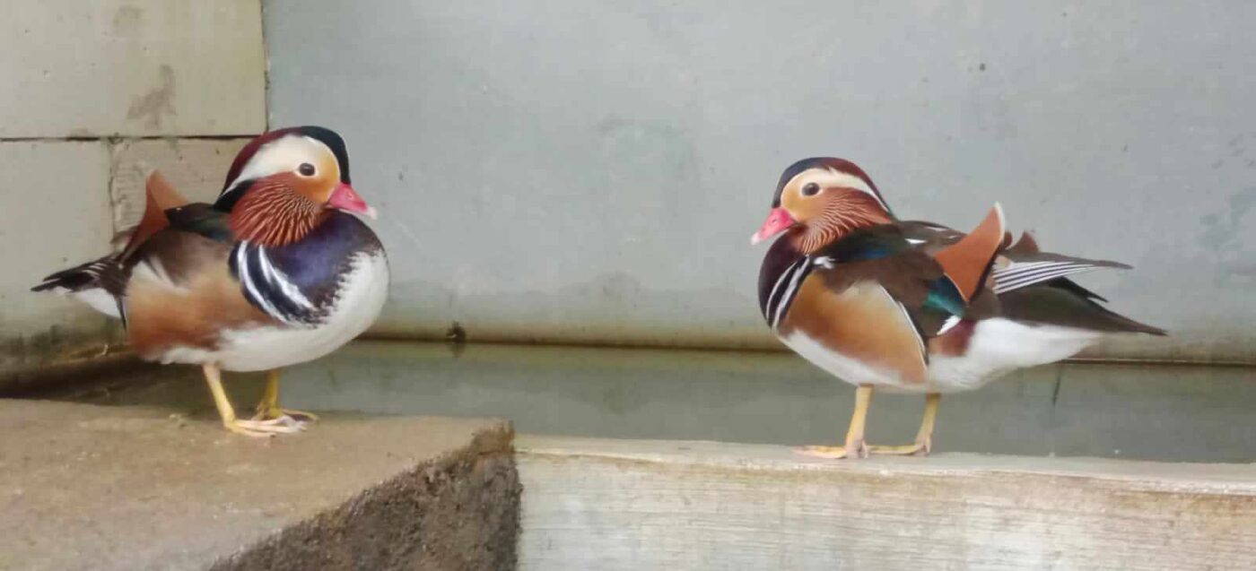 Bebek mandarin jantan dengan bulu warna-warni yang mencolok