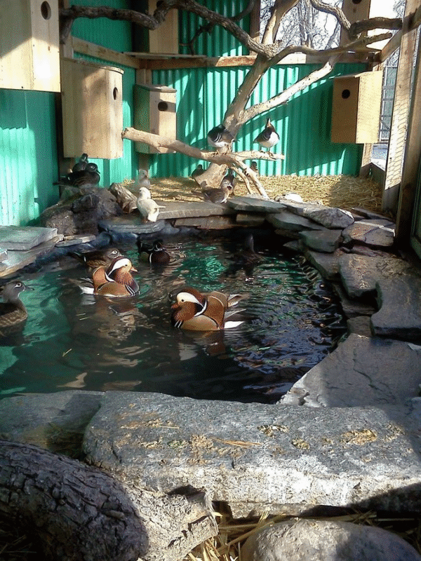 Kandang ideal untuk bebek mandarin dilengkapi kolam kecil, cabang kayu untuk bertengger, dan sarang alami agar mereka merasa seperti di habitat aslinya