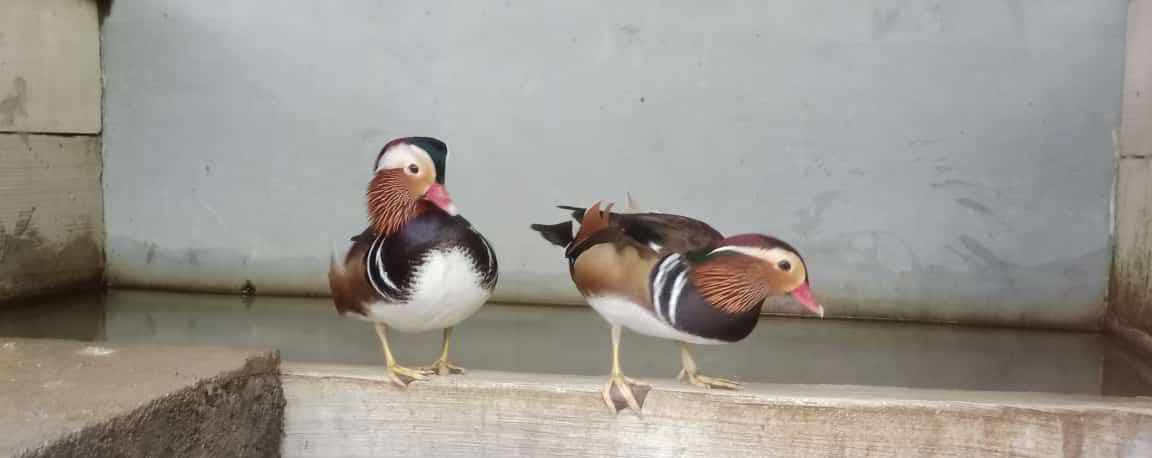 Bebek Mandarin menikmati pakan seimbang dari voer, dedak, sayuran, dan serangga kecil untuk menjaga kesehatan dan keindahan bulunya.