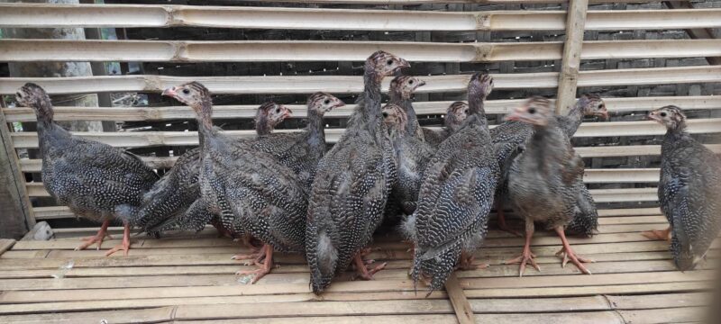 Ayam mutiara hitam memiliki daya tarik eksotis dan banyak peminat.
