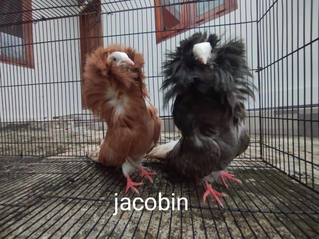 Merpati Jacobin hasil perawatan rutin dengan bulu yang terawat