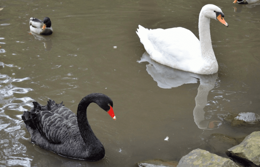 Angsa hitam (black swan) dan angsa putih (mute swan