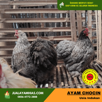 Giant Cochin tampil lebih besar dan gagah dengan tubuh berisi.