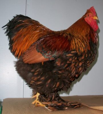 Ayam Cochin dengan bulu lebat menutupi seluruh tubuhnya, postur bulat, dan kaki berbulu, tampak unik dan menggemaskan. 