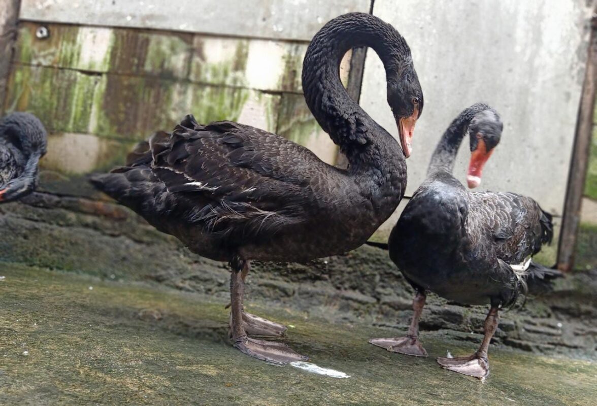 Angsa hitam memiliki bulu hitam pekat, paruh merah mencolok, dan leher panjang melengkung yang anggun.