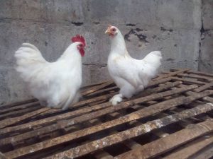 Cochin berukuran mungil dengan bulu lebat yang menggemaskan