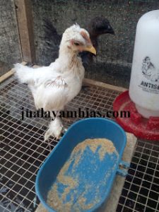 Contoh foto ayam cochin usia 1 bulan, bulu lebatnya belum terlalu terlihat.