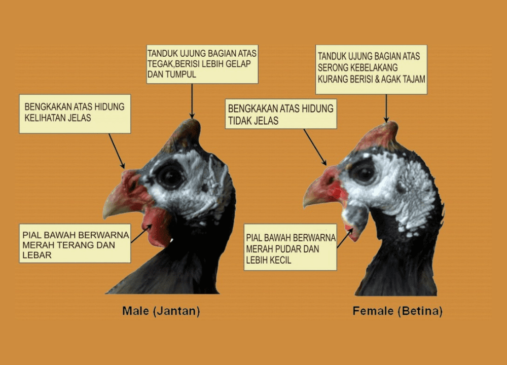 Inilah 3 Cara Membedakan Ayam Mutiara Jantan dan Betina yang Tepat