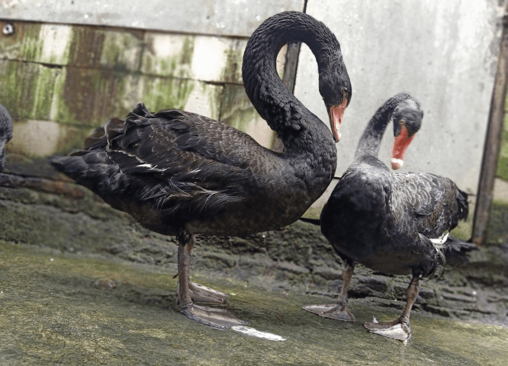 Jual Angsa Hitam (Black Swan) Unik & Langka – Harga, Karakter, dan Cara Perawatannya