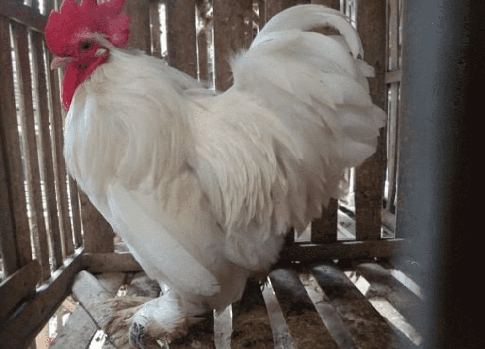 Jual Ayam Cochin atau Ayam Monster Berbagai Usia