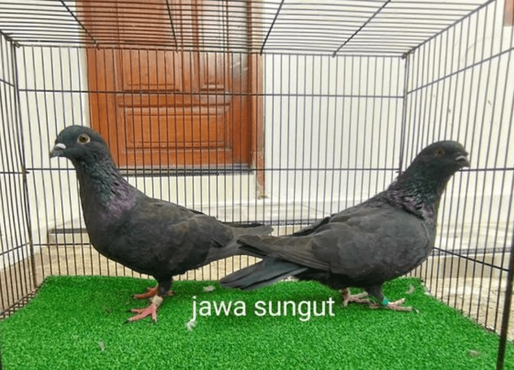 Jual Merpati Jawa Sungut: Merpati Unik yang Bisa Terbang Malam